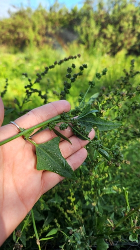 iNaturalist observation photo of Creeping Saltbush
