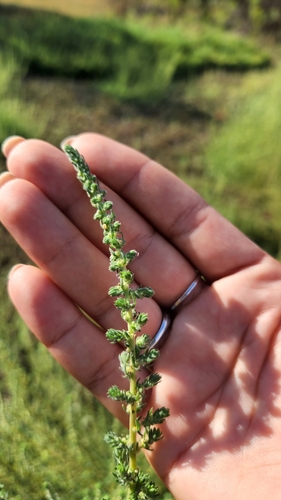 iNaturalist observation photo of Dicots