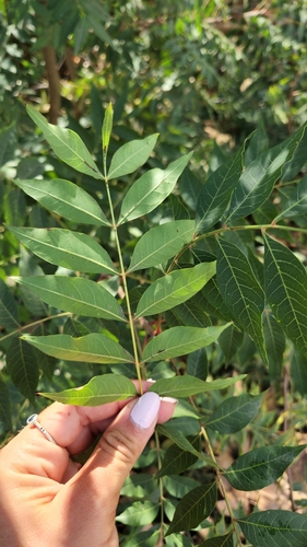 iNaturalist observation photo of Dicots