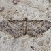 Eupithecia inturbata - Photo (c) Raniero Panfili, todos los derechos reservados, uploaded by Raniero Panfili