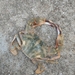 Asian Paddle Crab - Photo (c) amuba, all rights reserved, uploaded by amuba