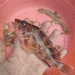 False Kelpfish - Photo (c) amuba, all rights reserved, uploaded by amuba