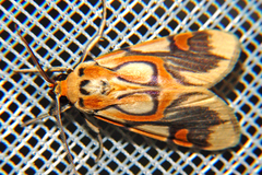 Watsonidia pardea image