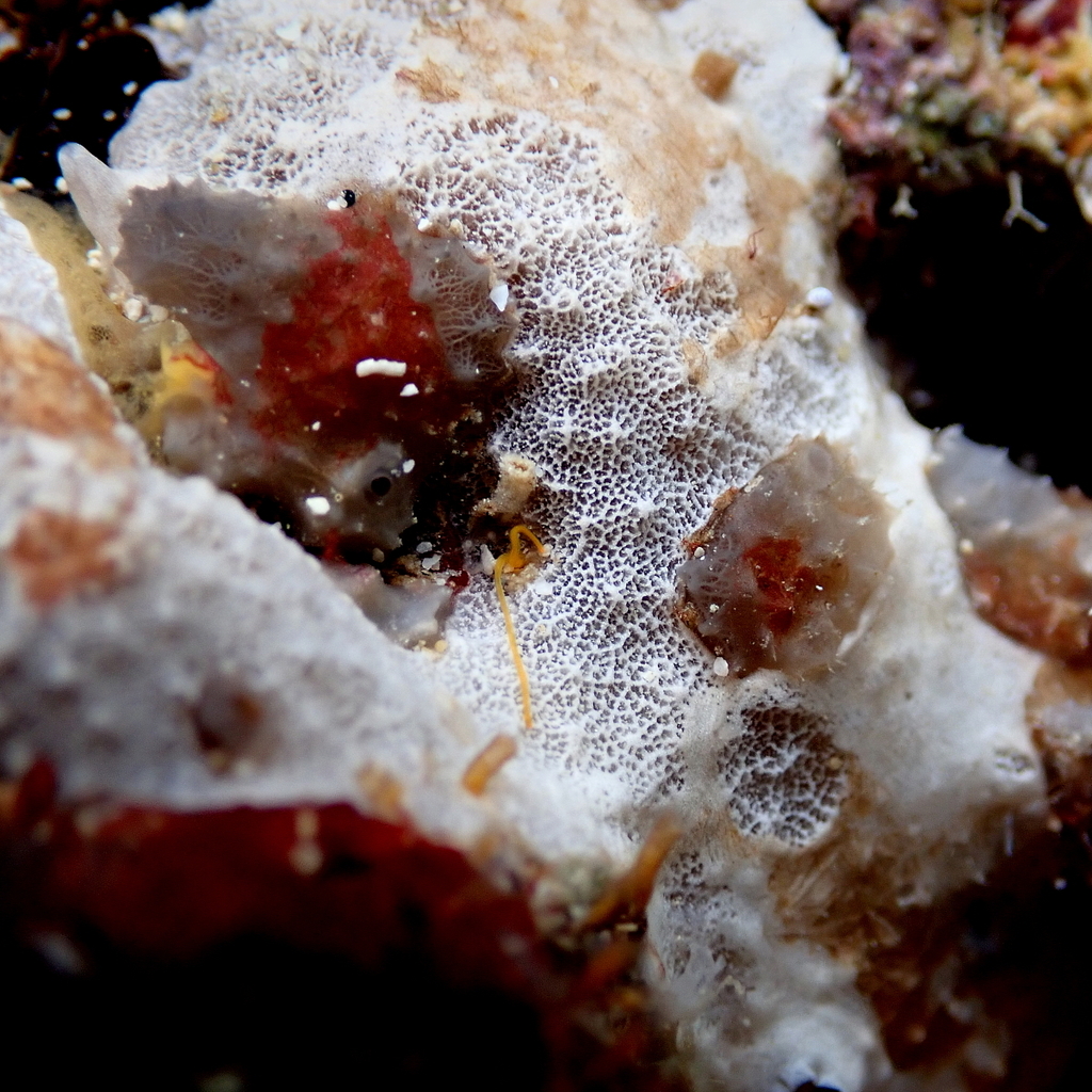 Mediterranean Sponge