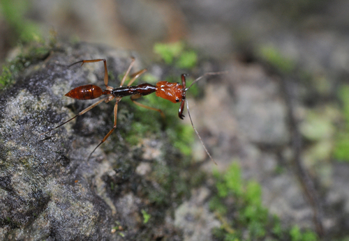 他者大齿猛蚁Odontomachus alius
