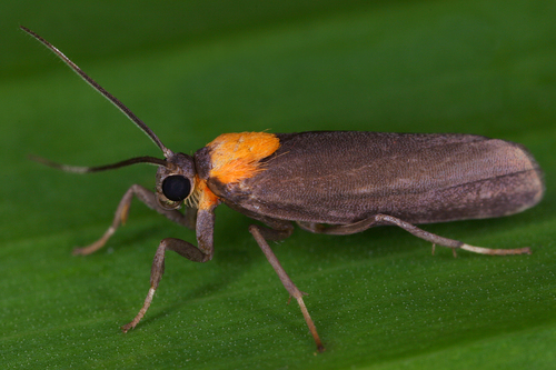 Odozana sixola
