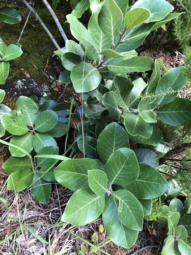 Azores Laurel