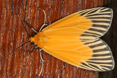 Image of Oricia homalochroa