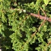Juniperus brevifolia - Photo (c) Josué Orfão, todos los derechos reservados, subido por Josué Orfão