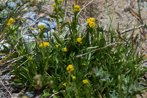 northern goldenrod