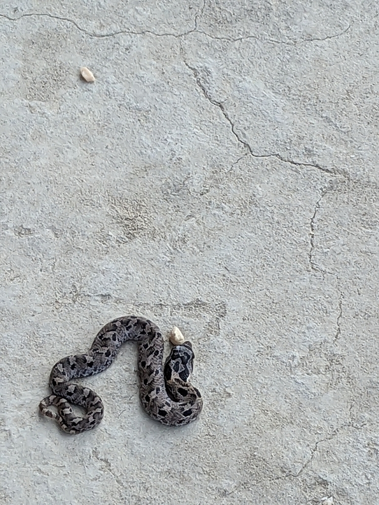 Eastern Hognose Snake From Suffolk Va 23437 Usa On September 17 2022