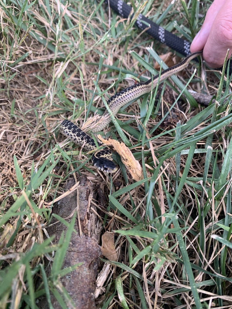 Eastern Garter Snake from Cavetown Church Rd, Smithsburg, MD, US on ...