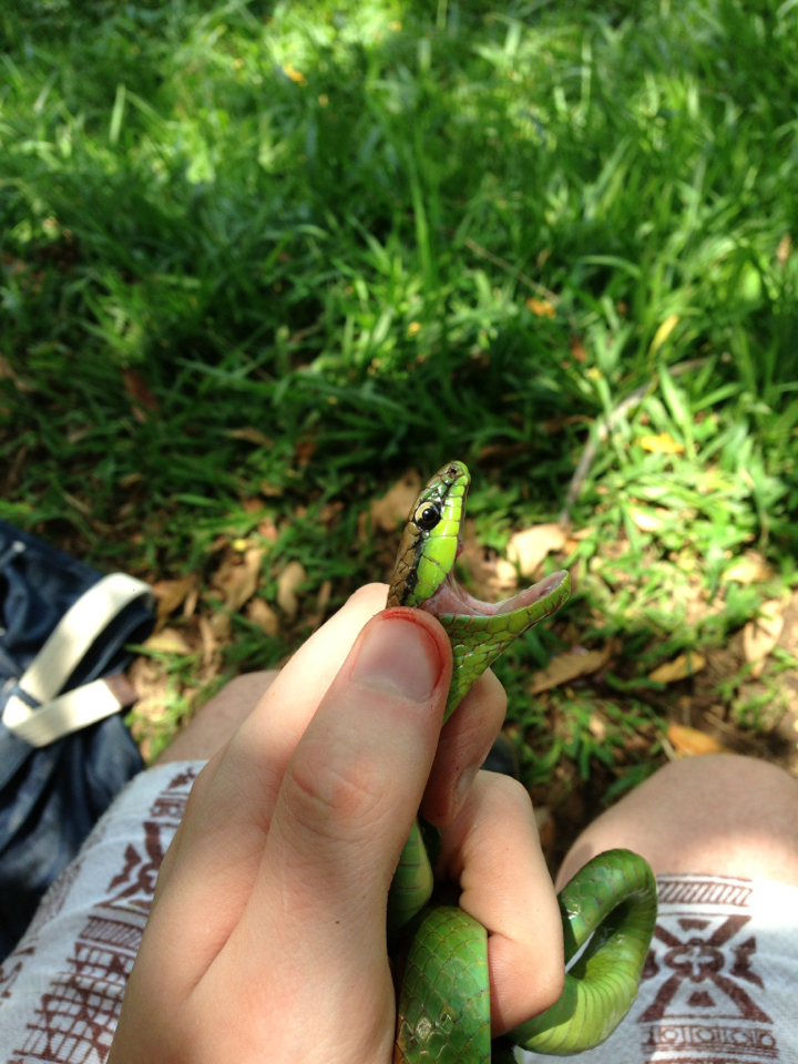 Lichtenstein's Green Racer (Philodryas olfersii) · iNaturalist