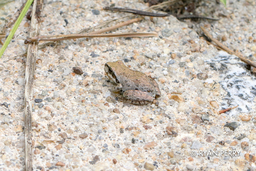 iNaturalist observation photo of Pacific chorus frog