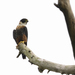 Orange-breasted Falcon - Photo (c) Luiz Fernando Matos, all rights reserved, uploaded by Luiz Fernando Matos