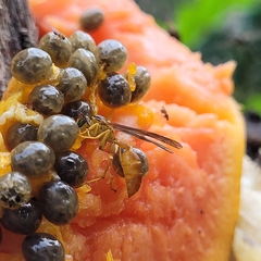 Agelaia centralis image