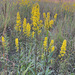 Stiff Leaved Showy Goldenrod - Photo (c) Jeffrey Conner, all rights reserved, uploaded by Jeffrey Conner