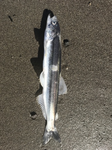 Eulachon