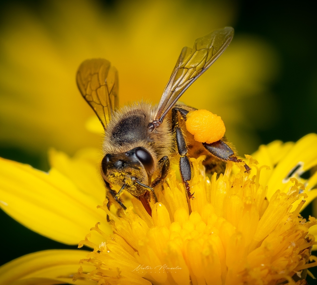 Western Honey Bee from Rionegro on October 02, 2021 at 10:36 AM by ...