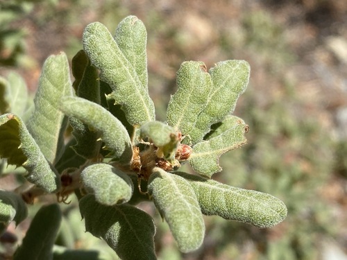 Quercus durata