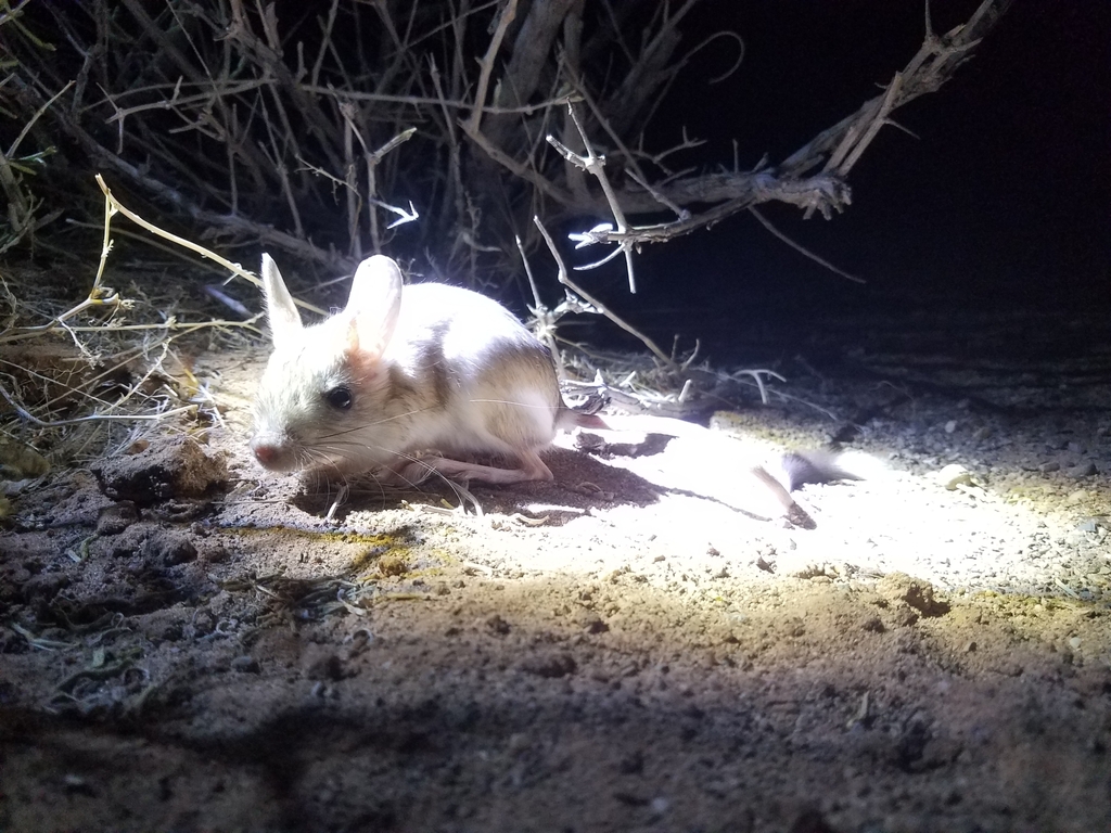 Gobi Jerboa (Orientallactaga bullata)