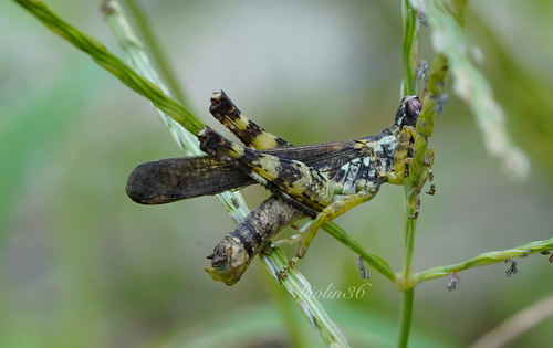 Genus China · iNaturalist