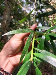 Podocarpus oleifolius image