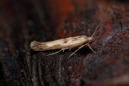Chenopodium Scythris Moth