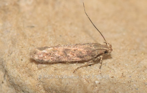 beet moth