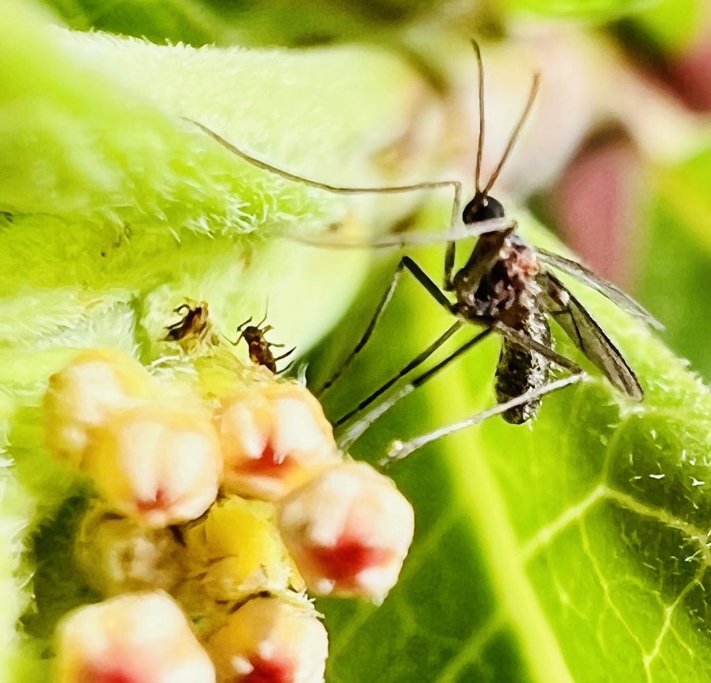 Gnats and Allies from Pheasant Ct, Flower Mound, TX, US on September 17