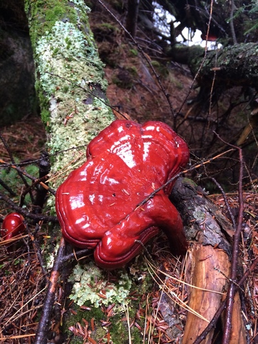 Reishi