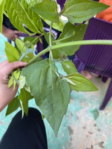 Siam weed