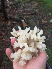 Sebacina sparassoidea image