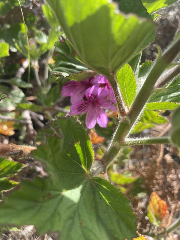 Storksbill Rough Hooded Storksbill from Kogelberg Nature Reserve, Greater Hermanus ...