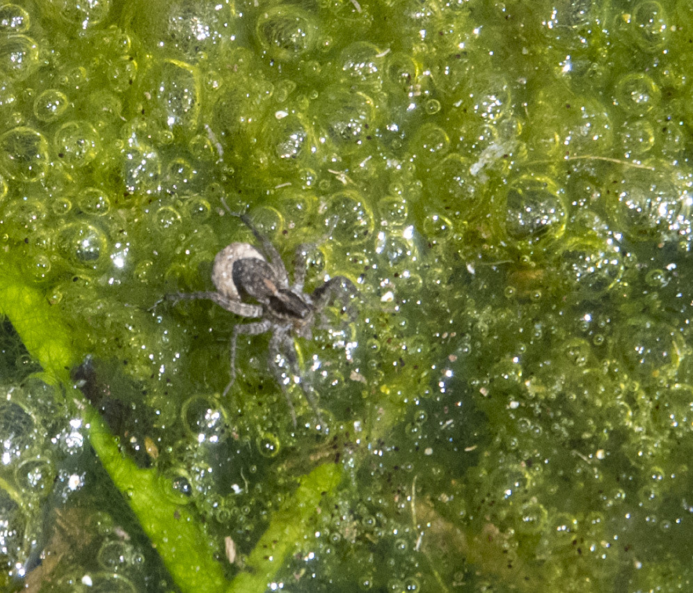 Wolf Spiders from Contra Costa County, CA, USA on September 16, 2022 at ...