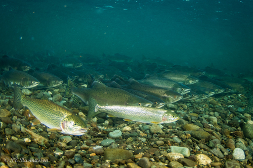 Coastal Cutthroat Trout