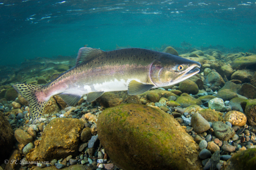 How to identify Oncorhynchus gorbuscha (Walbaum, 1792)