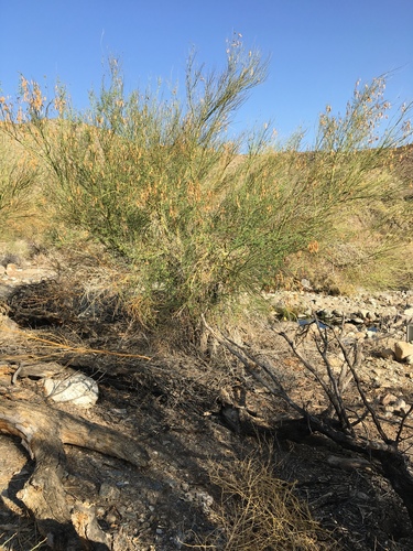 iNaturalist observation photo of blue palo verde