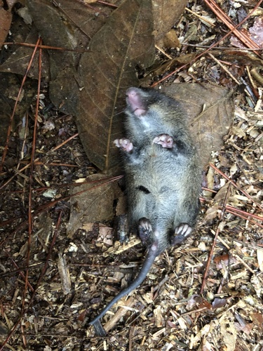 Black-spined Atlantic Tree Rat (Phyllomys nigrispinus) — Data Deficient Mammalia