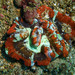 Trachyphyllia - Photo (c) Lesley Clements, all rights reserved