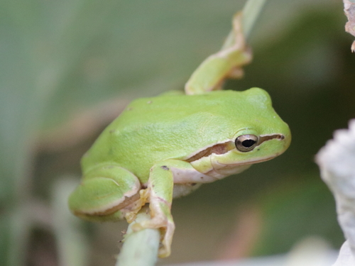 Lemon-yellow Tree Frog