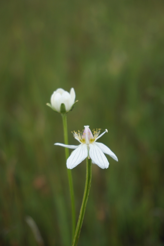 marsh-grass-of-parnassus-from-big-lake-ak-usa-on-july-30-2022-at-06