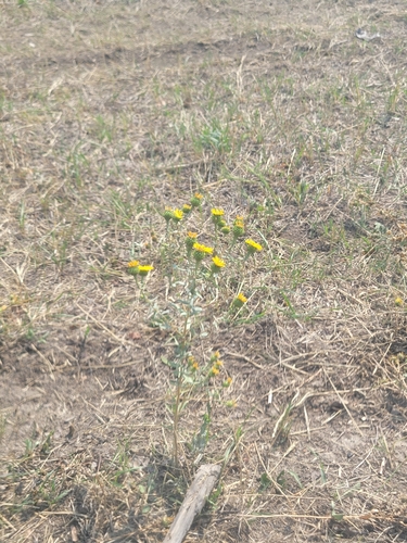 iNaturalist observation 2022-09-15