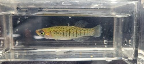 Northern Starhead Topminnow