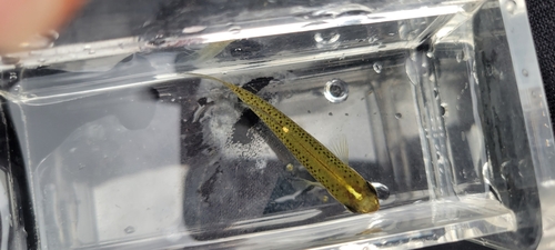 Northern Starhead Topminnow