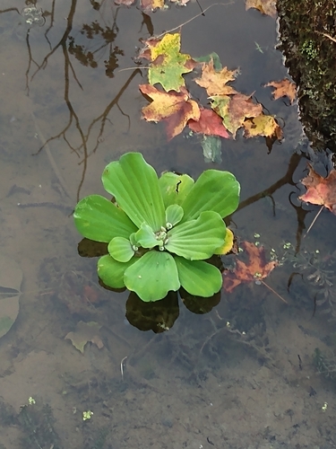 Water Lettuce
