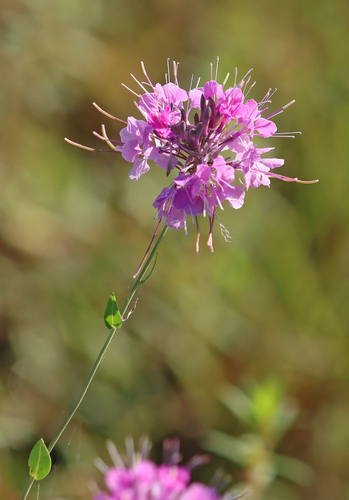 Warea sessilifolia Nash