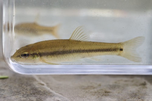 Cutlip Minnow