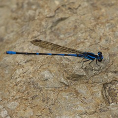 Argia oculata image