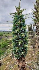 Sapphire tower (Puya alpestris) · iNaturalist